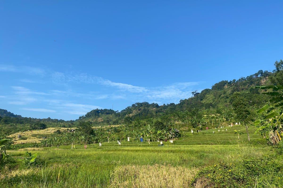 Rice fields and green hills under a clear sky
